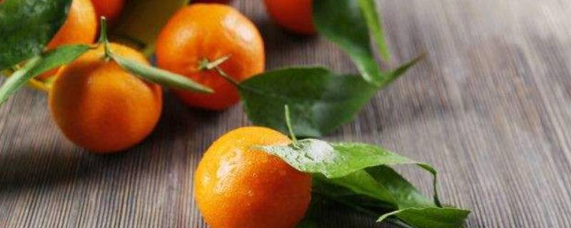 橘子和桔子的区别 橘子和桔子的区别是什么呀[疑问]