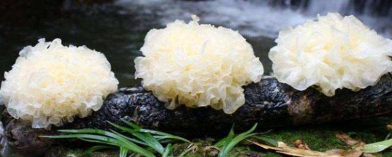 新鲜银耳冷藏还是冷冻（银耳保鲜还是冷冻）