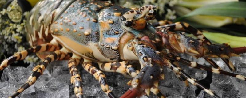龙虾死了保鲜还是冷冻 龙虾死了放冷藏还是急冻