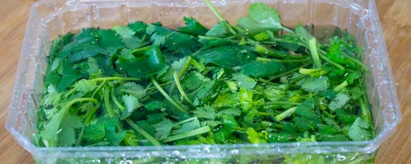 怎样储存香菜 怎样储存香菜不烂