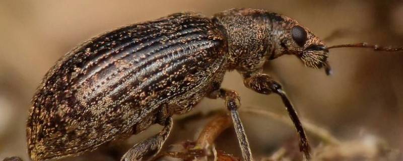 豌豆象的特点（豌豆象的特点和生活特征昆虫记）