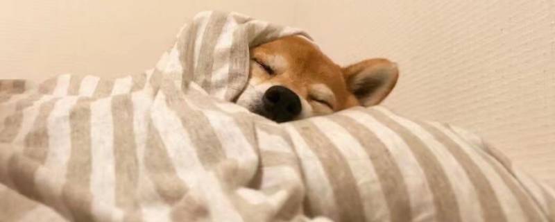 被窝温度一般多少度（被窝里温度有多高）