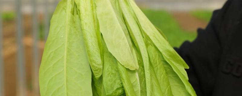 孔雀菜又叫什么菜 孔雀菜有什么功能和作用