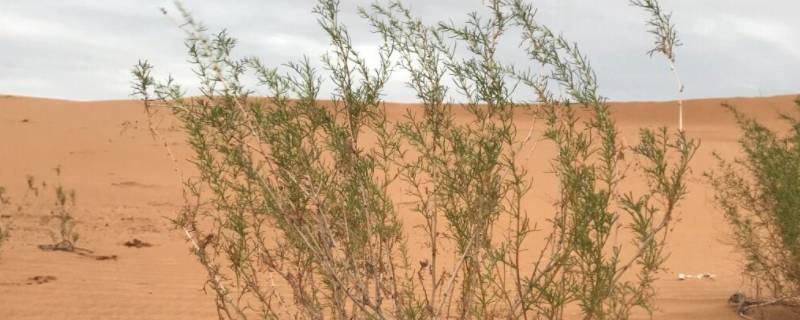 沙柳寓意什么精神 沙柳的寓意象征是什么