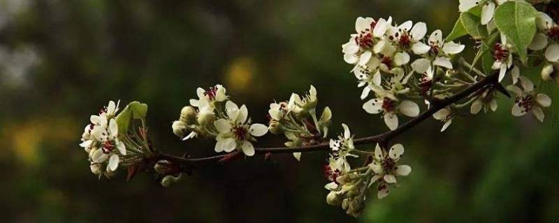 棠梨寓意着什么 棠梨子树寓意