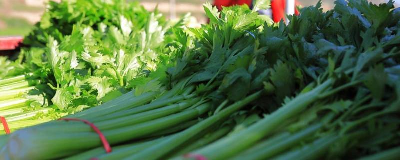 过年都需要准备什么菜（过年需要准备哪些菜）