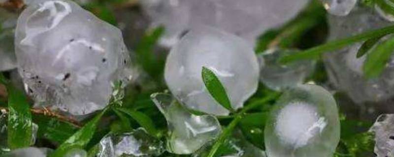 雪米子是啥（下雪米子是什么）