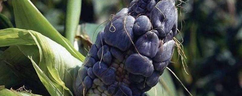 乌米是怎么形成的 乌米百度百科