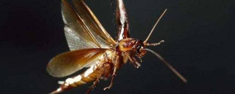 蟑螂会飞不 蟑螂会飞吗