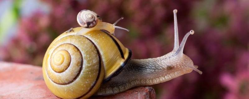 冬天有蜗牛吗（冬天的蜗牛在什么地方）