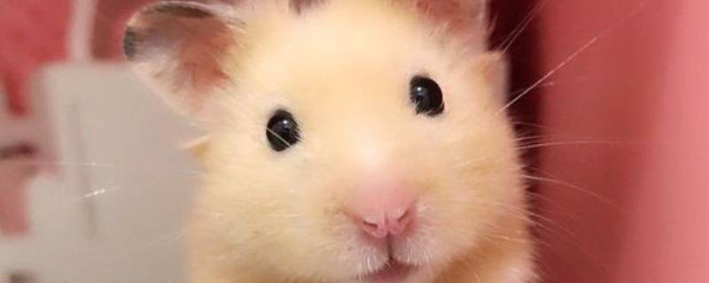 金丝熊叫声代表什么（金丝熊有叫声吗）