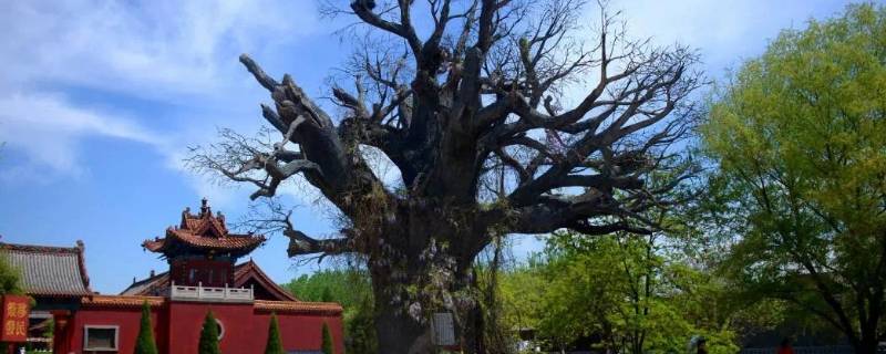 山西洪洞县迁民是哪一年（洪洞迁民 距今多少年）