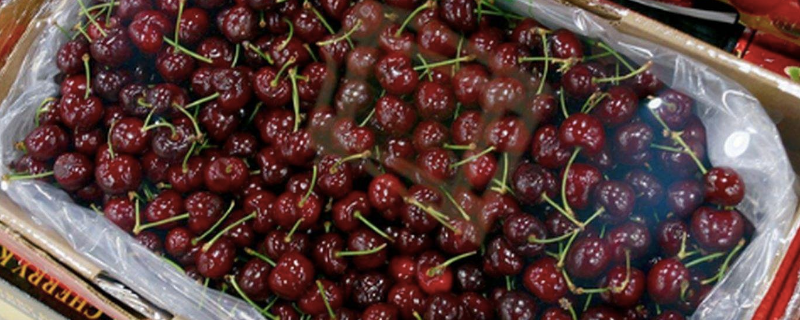 纯冰和桑提娜的区别（纯冰 桑缇娜 哪个好）