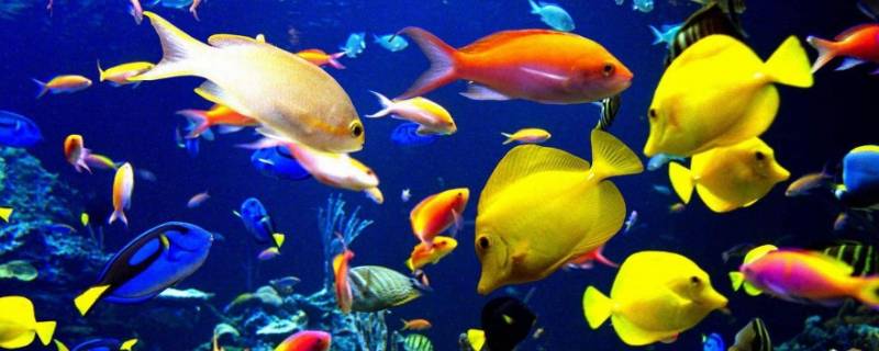 海南有哪些常见的海洋生物（海南海底生物）