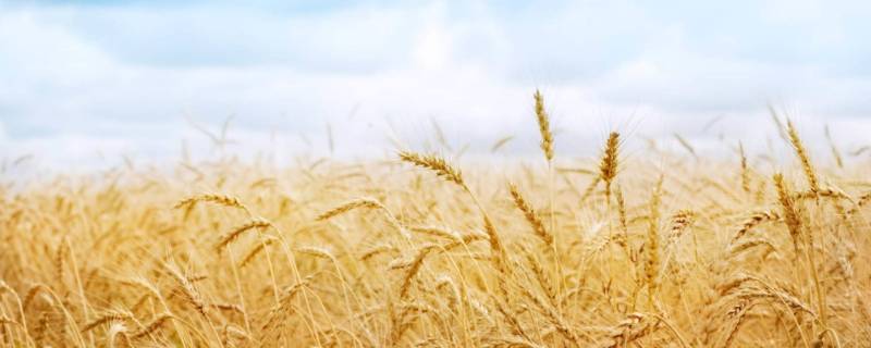 秋高气爽是什么季节 秋高气爽是什么季节的词语