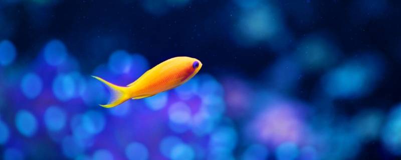 鱼有哪些形态 鱼有哪些形态写一写