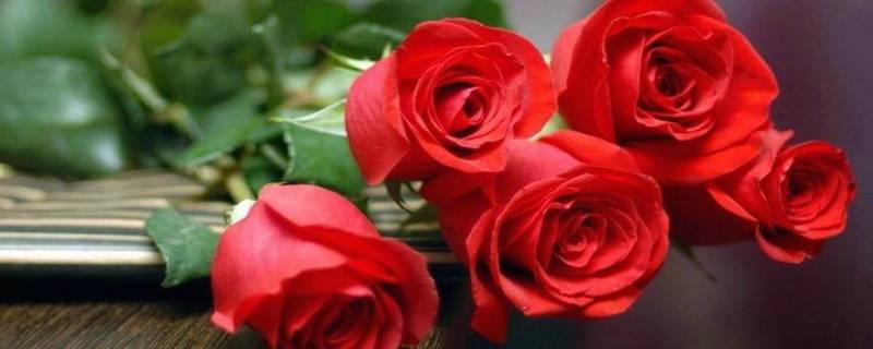 玫瑰何时摘好 什么时候摘的玫瑰更持久