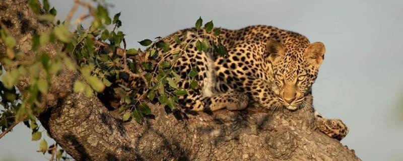 雌豹和雄豹的区别（雌雄豹子的区别）