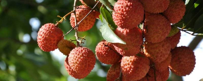 荔枝和龙眼是什么关系（荔枝和龙眼是什么关系荤段子）