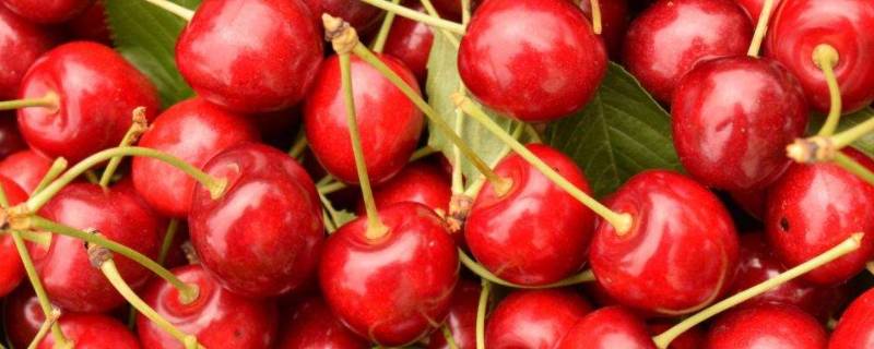 红色的水果有哪些 红色的水果有哪些东西