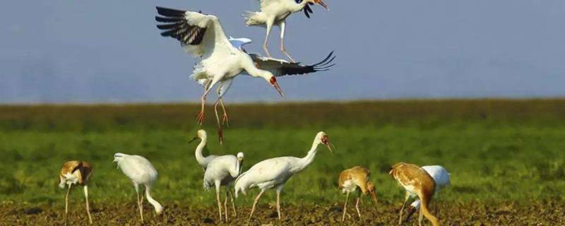 在鄱阳湖可以看到哪些鸟类（鄱阳湖的鸟真多,有哪些鸟）