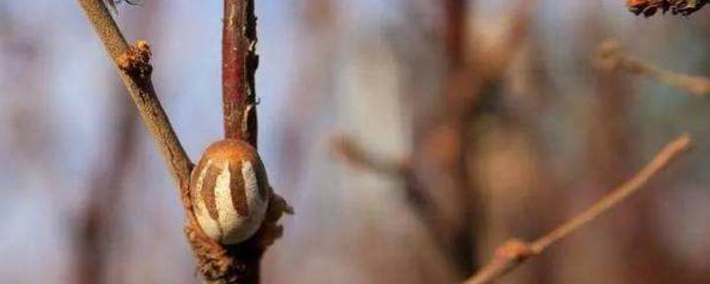 杨拉罐在什么树上有 杨树上的拉拉罐