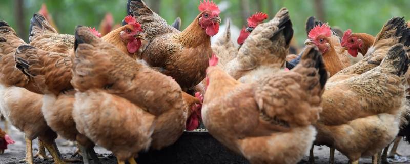 鸡是怎么叫的（大公鸡是怎么叫的）