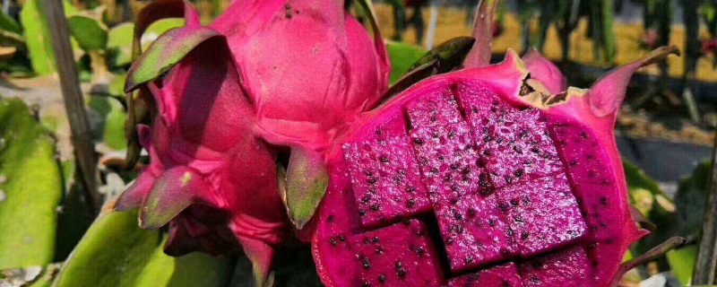 火龙果放冰箱可以保存几天 火龙果可以放冰箱保鲜几天