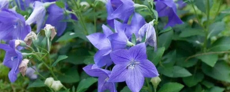 桔梗水是什么东西（桔梗到底是什么东西）