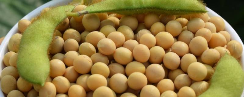 大黄豆和小黄豆有什么区别（大黄豆和黄豆的区别）