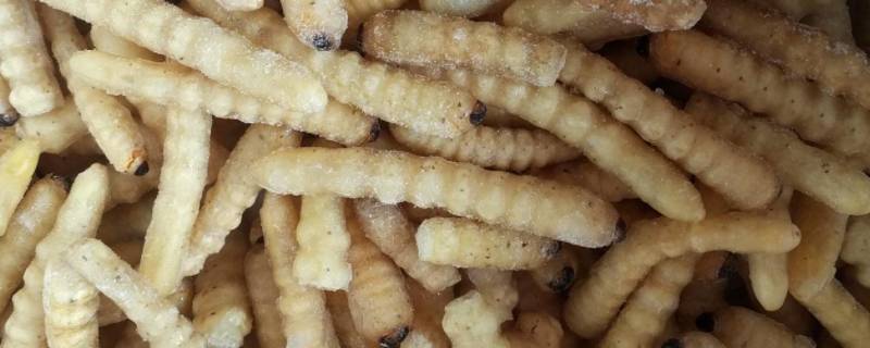 白色的小肉虫像蛆是什么（白色的小虫子像蛆）