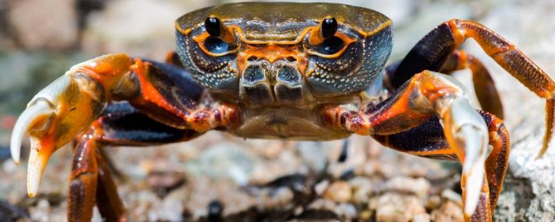 螃蟹跑了会藏在家哪里 螃蟹跑了会藏在家哪里?搞笑