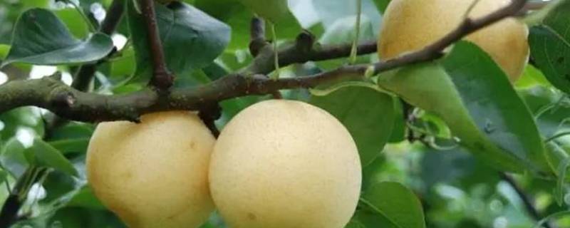 霁风树是什么 霁风树是什么树