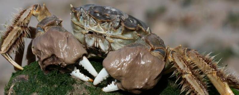 钳子上有毛的螃蟹叫什么螃蟹 钳子上有毛的螃蟹叫什么螃蟹怎么分公母