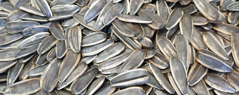 葵花籽是坚果吗 葵花籽是坚果么