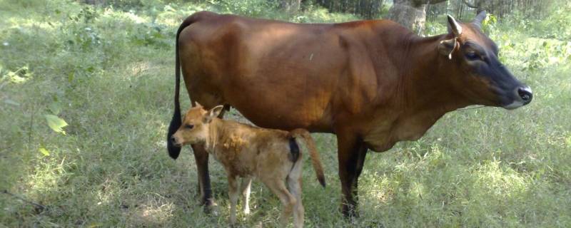 小母牛怎么叫 小母牛怎么叫声