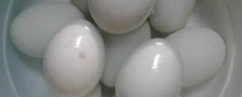 鸭蛋要煮多久才熟 水煮鸭蛋要煮多久才熟