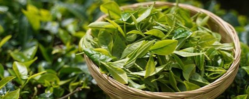 普洱茶知识（普洱茶知识大全）