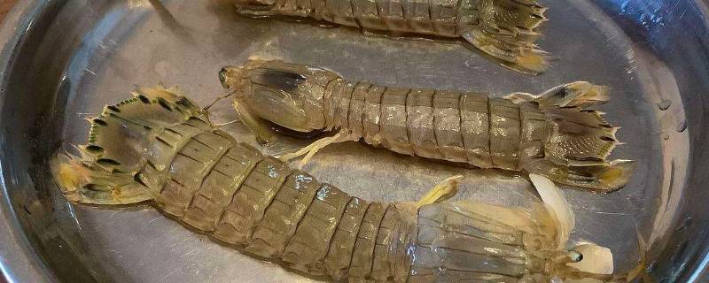 皮皮虾能放几天（皮皮虾怎么才能放时间长）
