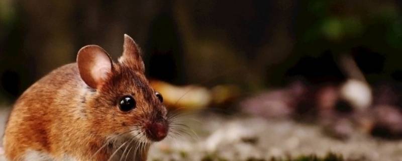 怎样让老鼠一夜之间全部消灭（怎样才能彻底消灭老鼠）