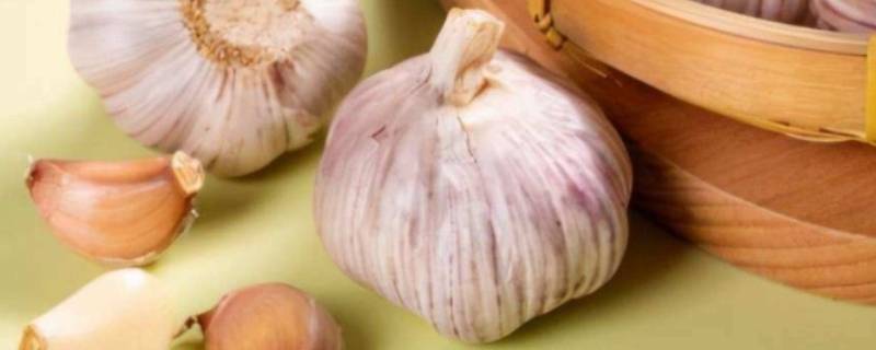大蒜冷藏能保存多久 大蒜放冰箱冷藏可以保存多久