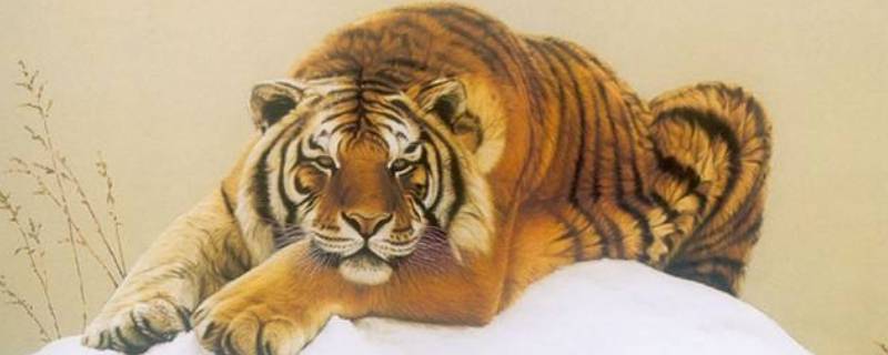 虎又称为什么 虎又被称为什么