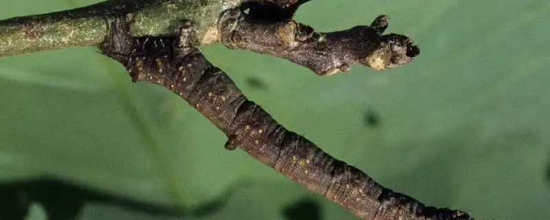 尺蠖有毒吗 软尺有毒吗