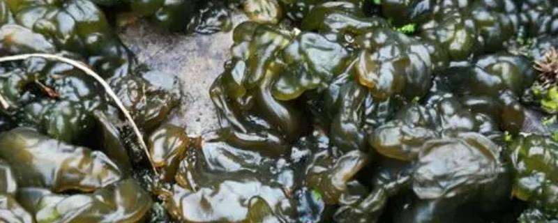 地上长的像木耳一样的是什么（地上生长的像木耳一样的）