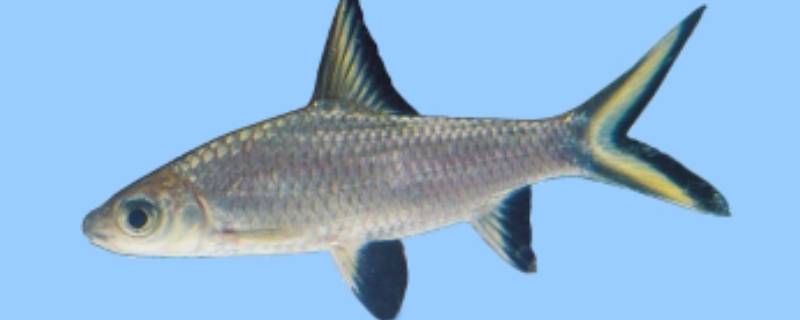 像鲨鱼一样的鱼叫什么（很像鲨鱼的鱼是什么）