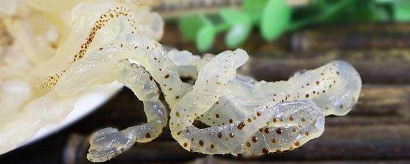 珊瑚海蜇丝是人造的吗 珊瑚海蜇丝是人造的吗?