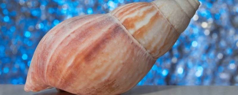 海螺泡水里一晚上会死吗（海螺养在水里过夜会死吗）