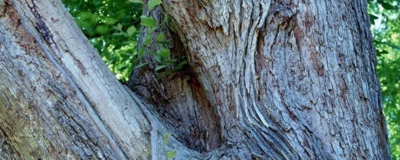 保护组织的功能（植物保护组织的功能）