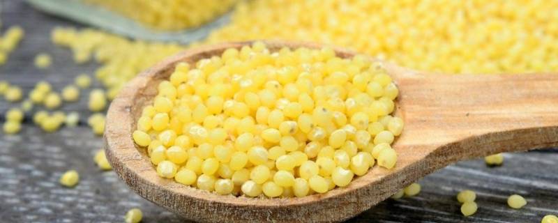 黍米是大黄米吗（黍米是不是黄米）