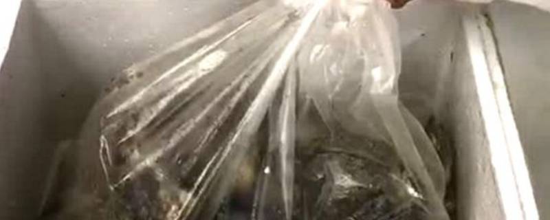泡沫箱密封的生蚝要不要打开（生蚝用泡沫箱封住放冰箱可以吗）